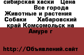 l: сибирская хаски › Цена ­ 10 000 - Все города Животные и растения » Собаки   . Хабаровский край,Комсомольск-на-Амуре г.